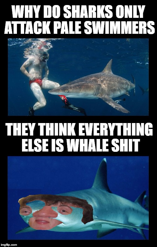 Is it because they're easier to see? | WHY DO SHARKS ONLY ATTACK PALE SWIMMERS THEY THINK EVERYTHING ELSE IS WHALE SHIT | image tagged in memes,funny,sharks,jaws,swimming,10 guy | made w/ Imgflip meme maker