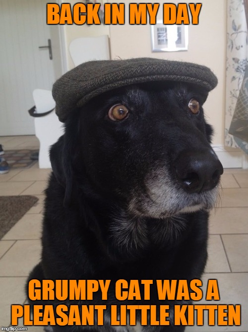 Back In My Day Dog | BACK IN MY DAY; GRUMPY CAT WAS A PLEASANT LITTLE KITTEN | image tagged in back in my day dog,grumpy cat,grumpy didn't get enough hugs growing up,kitten,animals,dogs | made w/ Imgflip meme maker