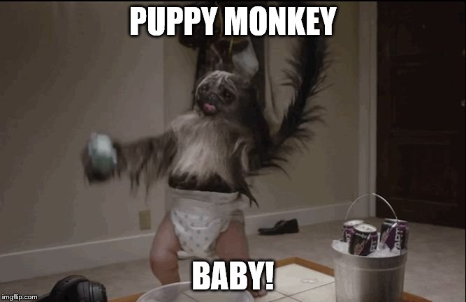 Puppy monkey baby  | PUPPY MONKEY; BABY! | image tagged in puppy monkey baby | made w/ Imgflip meme maker