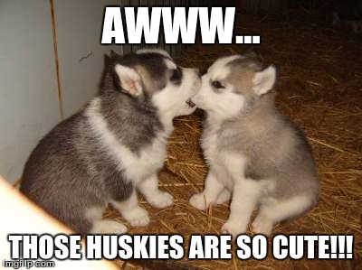 Cute Puppies | AWWW... THOSE HUSKIES ARE SO CUTE!!! | image tagged in memes,cute puppies | made w/ Imgflip meme maker