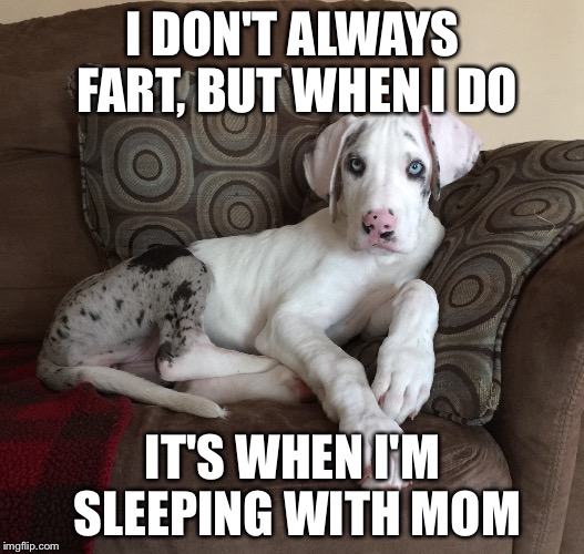 Great Dane | I DON'T ALWAYS FART, BUT WHEN I DO; IT'S WHEN I'M SLEEPING WITH MOM | image tagged in what i really do | made w/ Imgflip meme maker