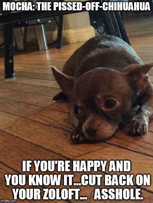 Mocha: The Pissed-Off-Chihuahua | MOCHA: THE PISSED-OFF-CHIHUAHUA; IF YOU'RE HAPPY AND YOU KNOW IT...CUT BACK ON YOUR ZOLOFT...   ASSHOLE. | image tagged in funny,funny dogs,funny chihuahua,funny memes,chihuahua | made w/ Imgflip meme maker