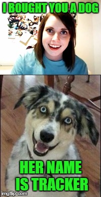 Overly Attached Dog  | I BOUGHT YOU A DOG; HER NAME IS TRACKER | image tagged in overly attached girlfriend,dog memes,lynch1979 | made w/ Imgflip meme maker