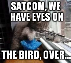 Sniper Cat | SATCOM, WE HAVE EYES ON; THE BIRD, OVER... | image tagged in sniper cat | made w/ Imgflip meme maker
