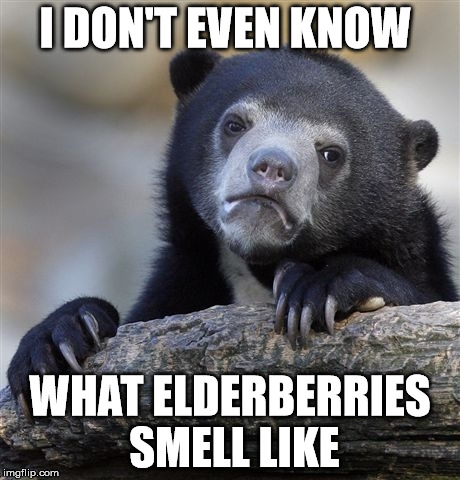 Confession Bear | I DON'T EVEN KNOW; WHAT ELDERBERRIES SMELL LIKE | image tagged in memes,confession bear | made w/ Imgflip meme maker