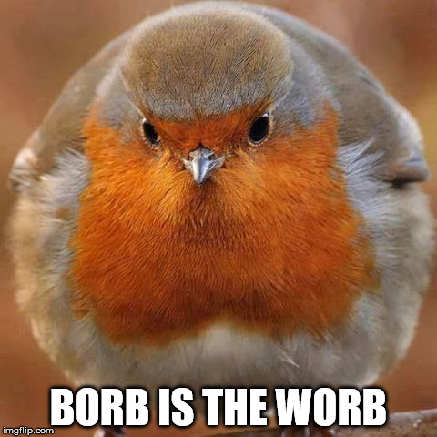 Borb is the worb | BORB IS THE WORB | image tagged in borb,birb,bird,bird is the word | made w/ Imgflip meme maker