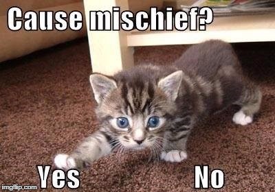 Cause mischief | M | image tagged in cat,funny memes | made w/ Imgflip meme maker