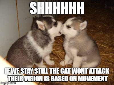 Cute Puppies | SHHHHHH; IF WE STAY STILL THE CAT WONT ATTACK THEIR VISION IS BASED ON MOVEMENT | image tagged in memes,cute puppies,cats,funny,advice,dogs | made w/ Imgflip meme maker
