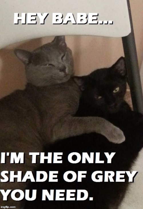 Fifty shades of cat hair on my furniture | . | image tagged in fifty shades of grey,cat hair,sexy cat | made w/ Imgflip meme maker