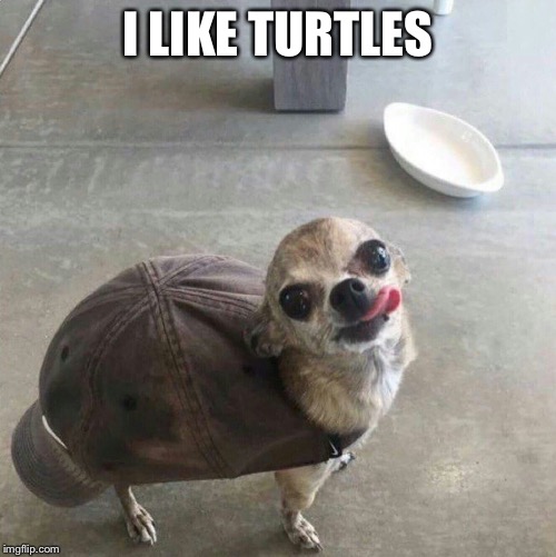 I like turtles... | I LIKE TURTLES | image tagged in funny,chihuahua,turtles | made w/ Imgflip meme maker