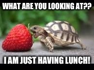 WHAT ARE YOU LOOKING AT?? I AM JUST HAVING LUNCH! | image tagged in sup | made w/ Imgflip meme maker