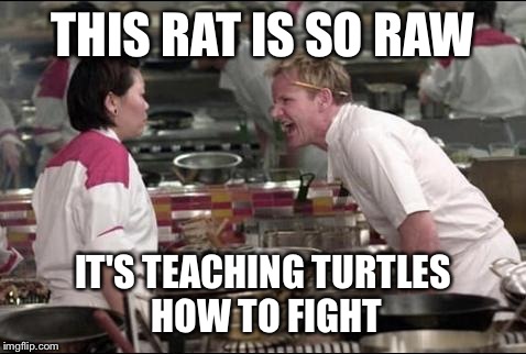 Angry Chef Gordon Ramsay | THIS RAT IS SO RAW; IT'S TEACHING TURTLES HOW TO FIGHT | image tagged in memes,angry chef gordon ramsay | made w/ Imgflip meme maker