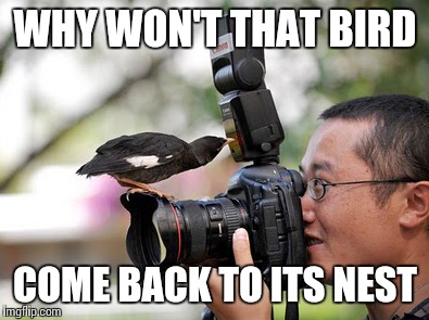 Perfectly timed photo of a photo. Inspired by Tammy Faye not to be confused with Tammy Faye Baker | WHY WON'T THAT BIRD; COME BACK TO ITS NEST | image tagged in funny meme,bird | made w/ Imgflip meme maker