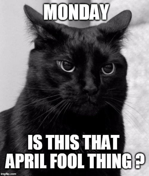 Black cat pissed | MONDAY; IS THIS THAT APRIL FOOL THING ? | image tagged in black cat pissed,april fools day,monday | made w/ Imgflip meme maker