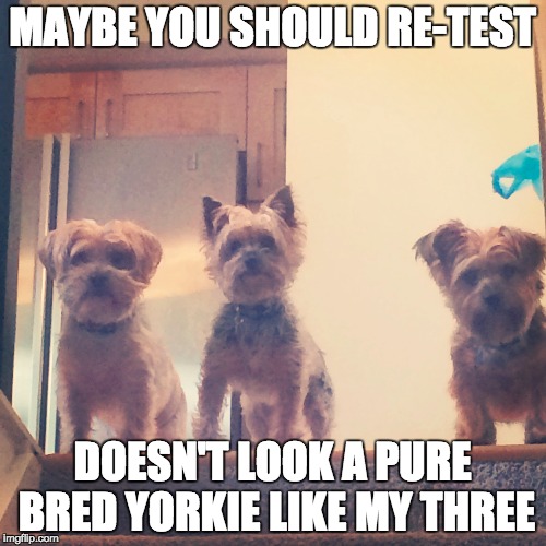 MAYBE YOU SHOULD RE-TEST DOESN'T LOOK A PURE BRED YORKIE LIKE MY THREE | made w/ Imgflip meme maker
