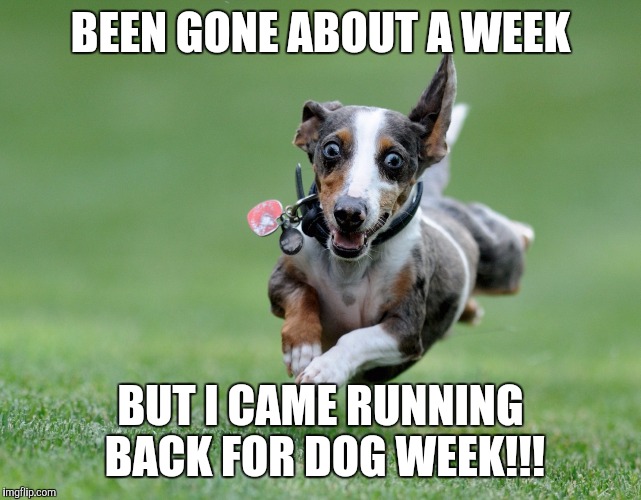 My triumphant return!!! Dog week April 10th-17th!!! Set your calenders!!! | BEEN GONE ABOUT A WEEK; BUT I CAME RUNNING BACK FOR DOG WEEK!!! | image tagged in excited dog,dog week | made w/ Imgflip meme maker