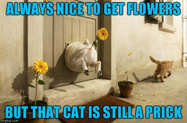 Flowers make everything better!!! Dog Week... A Tiger.Leo Event | ALWAYS NICE TO GET FLOWERS; BUT THAT CAT IS STILL A PRICK | image tagged in flower pot dog,memes,dogs,funny,dog week,animals | made w/ Imgflip meme maker