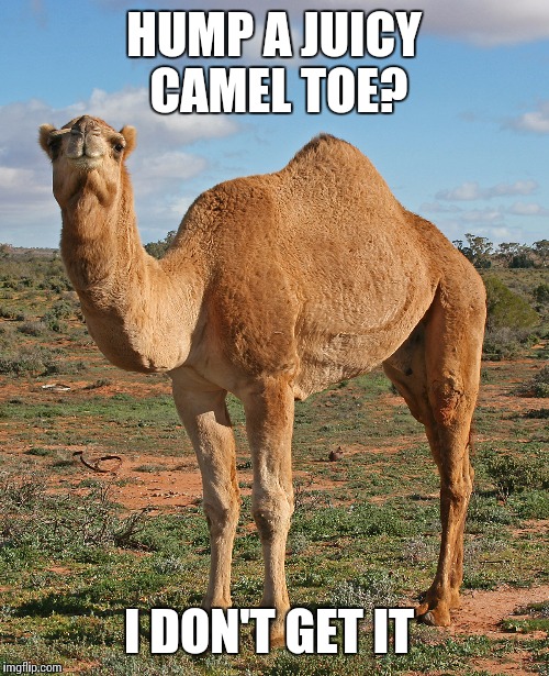 How to confuse a Camel | HUMP A JUICY CAMEL TOE? I DON'T GET IT | image tagged in funny meme,camel toe,camel | made w/ Imgflip meme maker