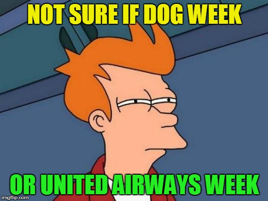 Was what I though when I saw the front page today | NOT SURE IF DOG WEEK; OR UNITED AIRWAYS WEEK | image tagged in memes,futurama fry,united airlines,dog week | made w/ Imgflip meme maker