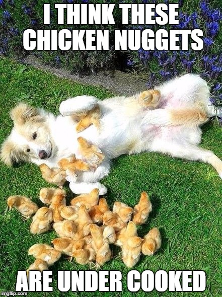 Had to get a few in for dog week | I THINK THESE CHICKEN NUGGETS; ARE UNDER COOKED | image tagged in dog week | made w/ Imgflip meme maker
