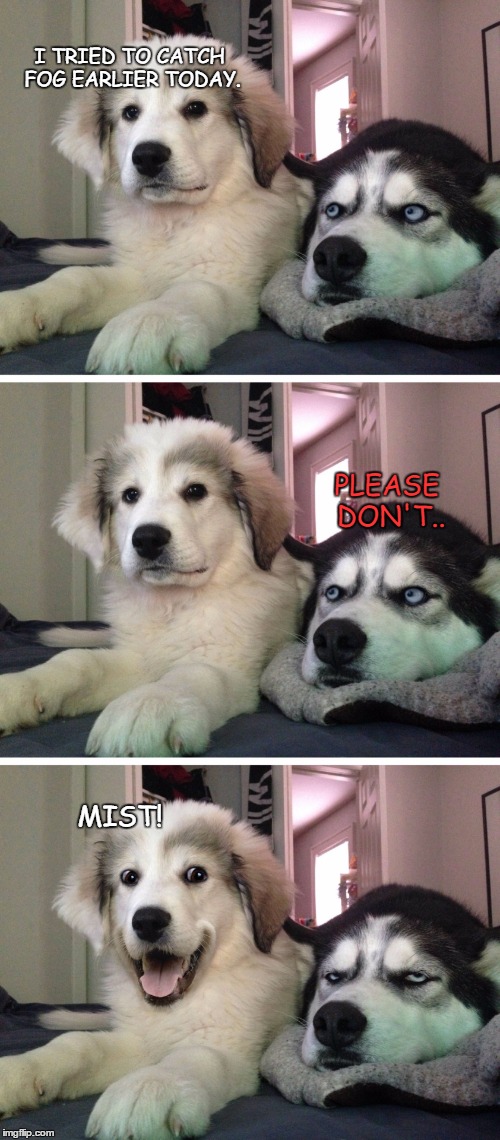 Bad pun dogs | I TRIED TO CATCH FOG EARLIER TODAY. PLEASE DON'T.. MIST! | image tagged in bad pun dogs | made w/ Imgflip meme maker