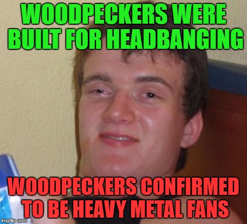 10 Guy Meme | WOODPECKERS WERE BUILT FOR HEADBANGING; WOODPECKERS CONFIRMED TO BE HEAVY METAL FANS | image tagged in memes,10 guy | made w/ Imgflip meme maker