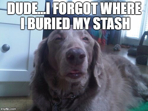 High Dog Meme | DUDE...I FORGOT WHERE I BURIED MY STASH | image tagged in memes,high dog | made w/ Imgflip meme maker
