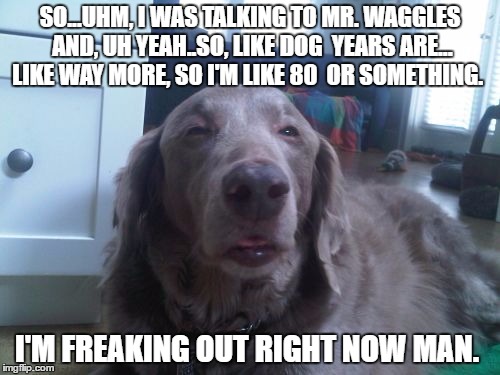 High Dog | SO...UHM, I WAS TALKING TO MR. WAGGLES AND, UH YEAH..SO, LIKE DOG  YEARS ARE... LIKE WAY MORE, SO I'M LIKE 80  OR SOMETHING. I'M FREAKING OUT RIGHT NOW MAN. | image tagged in memes,high dog | made w/ Imgflip meme maker