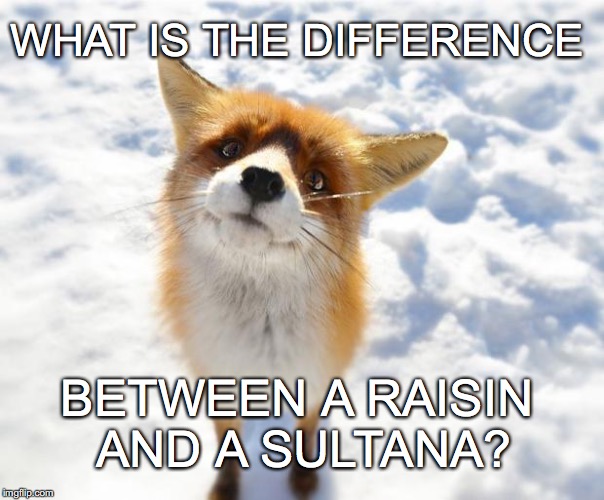 confused little fox asks the big questions in life | WHAT IS THE DIFFERENCE; BETWEEN A RAISIN AND A SULTANA? | image tagged in what does the fox say | made w/ Imgflip meme maker