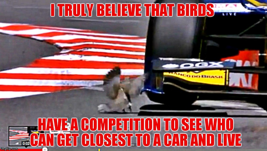 Seriously, and squirrels are indecisive about which way to run! | I TRULY BELIEVE THAT BIRDS; HAVE A COMPETITION TO SEE WHO CAN GET CLOSEST TO A CAR AND LIVE | image tagged in birds,oh shit,competition,cars,seriously | made w/ Imgflip meme maker