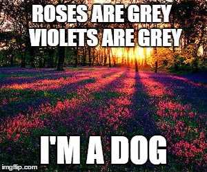 roses are red | ROSES ARE GREY
 VIOLETS ARE GREY; I'M A DOG | image tagged in roses are red,dog,memes,funny,funny memes,funny animals | made w/ Imgflip meme maker