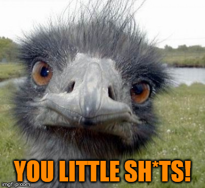 What all parents say now and then... | YOU LITTLE SH*TS! | image tagged in ostrich,funny memes,mama bird,birdy,hairy,children of the corn | made w/ Imgflip meme maker