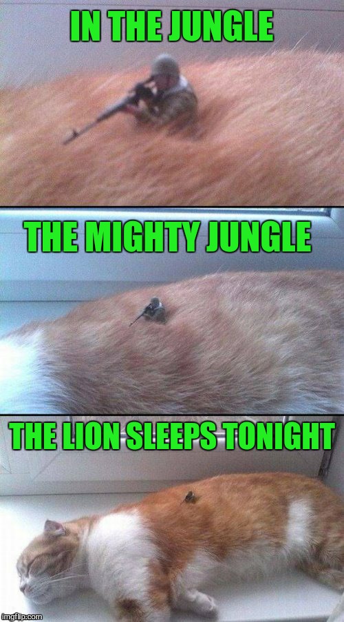 Do not stir the beast!  | IN THE JUNGLE; THE MIGHTY JUNGLE; THE LION SLEEPS TONIGHT | image tagged in in the jungle,the lion sleeps tonight,memes,meme,cat,song lyrics | made w/ Imgflip meme maker