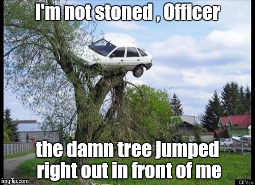 It could happen , right ? | I'm not stoned , Officer; the damn tree jumped right out in front of me | image tagged in memes,secure parking,stoner,logic | made w/ Imgflip meme maker