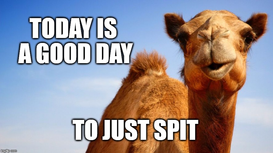 TODAY IS A GOOD DAY; TO JUST SPIT | image tagged in hump day camel,sarcastic camel,camel,camel toe,wednesday,spit | made w/ Imgflip meme maker