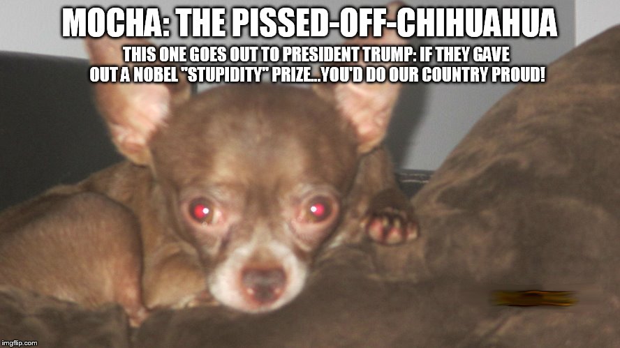 MOCHA: THE PISSED-OFF-CHIHUAHUA; THIS ONE GOES OUT TO PRESIDENT TRUMP: IF THEY GAVE OUT A NOBEL "STUPIDITY" PRIZE...YOU'D DO OUR COUNTRY PROUD! | image tagged in funny chihuahua,chihuahua,funny memes,funny dogs | made w/ Imgflip meme maker