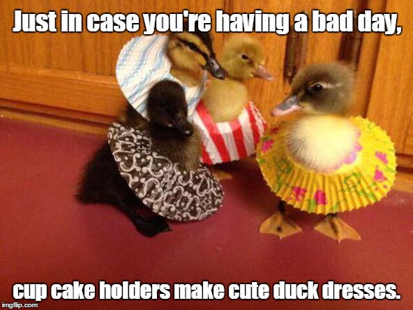 Well, then there's this. | Just in case you're having a bad day, cup cake holders make cute duck dresses. | image tagged in funny animals,ducks,dress,cute | made w/ Imgflip meme maker