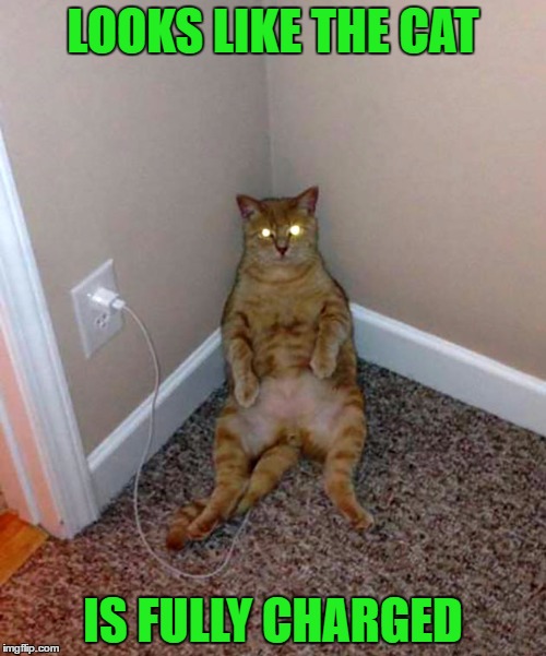 Not all cats are solar powered. | LOOKS LIKE THE CAT; IS FULLY CHARGED | image tagged in cat fully charged,memes,cats,funny,animals,funny cats | made w/ Imgflip meme maker