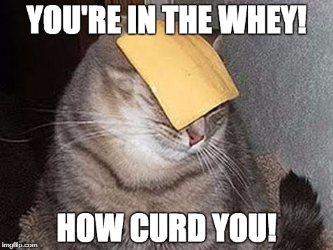 Cheesy, I Know | YOU'RE IN THE WHEY! HOW CURD YOU! | image tagged in cats with cheese,whey,curd,punpunpun,pun | made w/ Imgflip meme maker