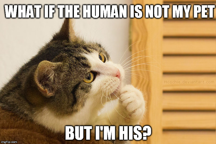 Philosocattor | WHAT IF THE HUMAN IS NOT MY PET; BUT I'M HIS? | image tagged in cat,philosophy | made w/ Imgflip meme maker