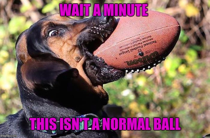 That's no tennis ball buddy | WAIT A MINUTE; THIS ISN'T A NORMAL BALL | image tagged in funny memes,memes,dogs,football | made w/ Imgflip meme maker