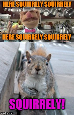 Muppet Show Fans will understand | HERE SQUIRRELY SQUIRRELY; HERE SQUIRRELY SQUIRRELY; SQUIRRELY! | image tagged in squirrel week,muppet show,swedish chef | made w/ Imgflip meme maker