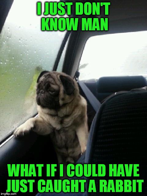 Introspective Pug | I JUST DON'T KNOW MAN; WHAT IF I COULD HAVE JUST CAUGHT A RABBIT | image tagged in introspective pug | made w/ Imgflip meme maker
