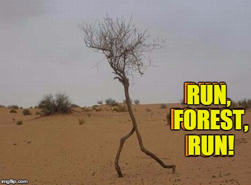 Forest Stump | RUN, FOREST, RUN! | image tagged in vince vance,tree running,trees,memes,funny memes,forrest gump | made w/ Imgflip meme maker