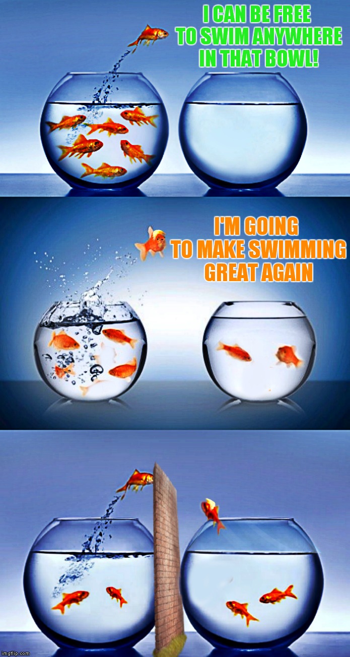 You don't want their water mixing with our water! | I CAN BE FREE TO SWIM ANYWHERE IN THAT BOWL! I'M GOING TO MAKE SWIMMING GREAT AGAIN | image tagged in goldfish,swimming,fishbowl,trump immigration policy,donald trump wall | made w/ Imgflip meme maker
