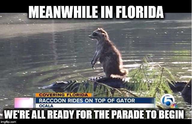 Meanwhile in Florida 2 | MEANWHILE IN FLORIDA; WE'RE ALL READY FOR THE PARADE TO BEGIN | image tagged in meanwhile in florida,gator,racoon,4th of july,holiday,parade | made w/ Imgflip meme maker