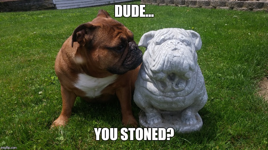 Stoned | DUDE... YOU STONED? | image tagged in bulldogs,stoner dog | made w/ Imgflip meme maker