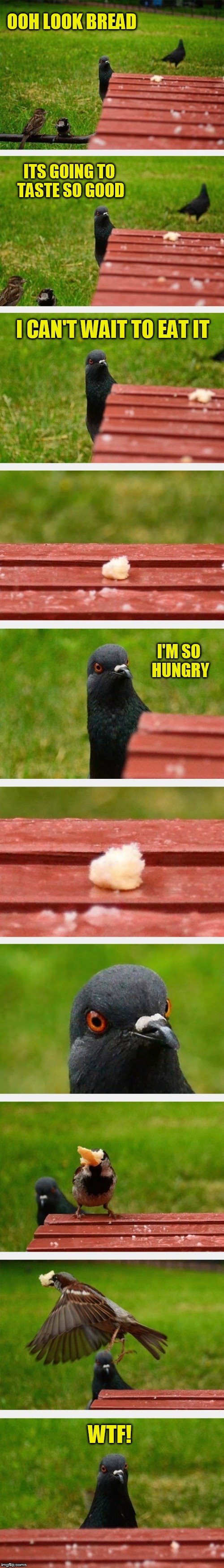 Disappointed bird is so disappointed! | OOH LOOK BREAD; ITS GOING TO TASTE SO GOOD; I CAN'T WAIT TO EAT IT; I'M SO HUNGRY; WTF! | image tagged in memes,pigeon,bird,stolen food,funny memes,disappointment | made w/ Imgflip meme maker