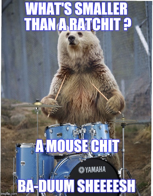I apologize in advance for this silliness | WHAT'S SMALLER THAN A RATCHIT ? A MOUSE CHIT | image tagged in drummer bear,bad puns,sorry,ouch | made w/ Imgflip meme maker