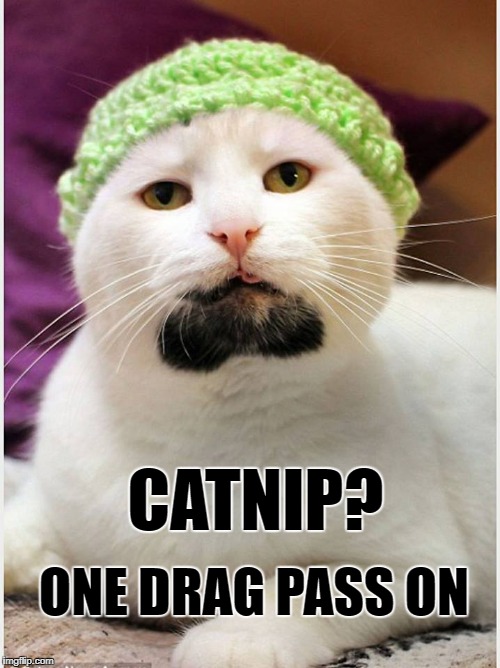 BEARDED HIPSTER CAT
drinks milk out of a mason jar and poops in eco friendly, organic, fair trade cat litter. | CATNIP? ONE DRAG PASS ON | image tagged in cats,cat,hipster,hipster kitty,hipster cat | made w/ Imgflip meme maker